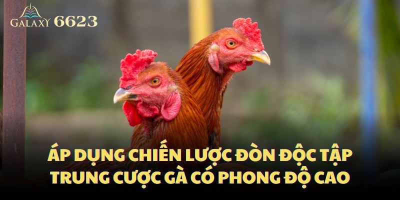 Áp dụng chiến lược đòn độc tập trung cược gà có phong độ cao